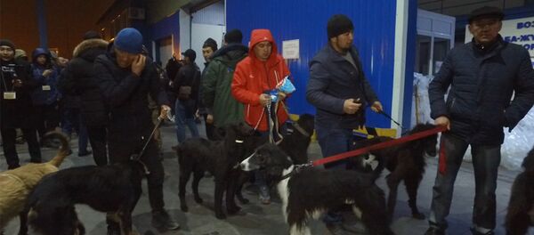 Топоз менен улак тартабыз дейт... Жаныбарларды Сауд Аравияга жөнөтүү учуру видеодо - Sputnik Кыргызстан