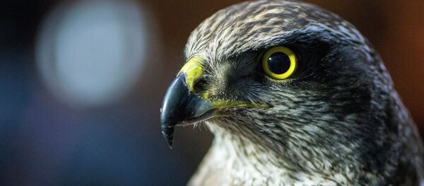 Отправка животных на этнофестиваль Camel Fest в Саудовскую Аравию - Sputnik Кыргызстан