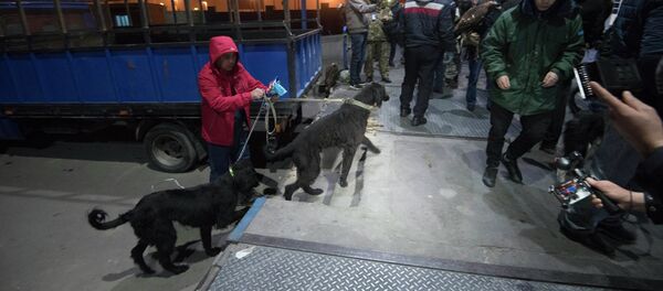 Отправка животных на этнофестиваль Camel Fest в Саудовскую Аравию Отправка животных на этнофестиваль Camel Fest в Саудовскую Аравию - Sputnik Кыргызстан