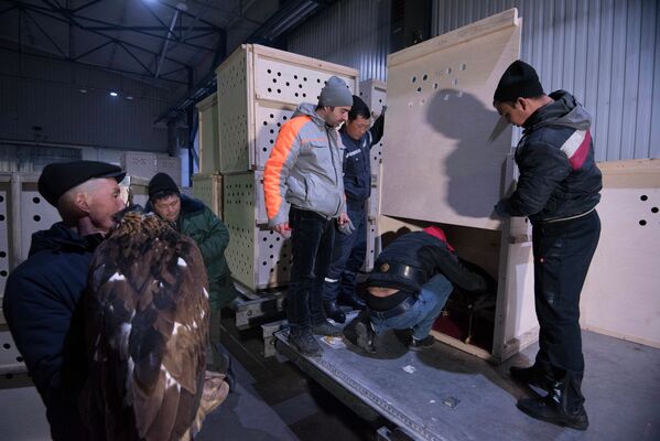 Отправка животных на этнофестиваль Camel Fest в Саудовскую Аравию - Sputnik Кыргызстан