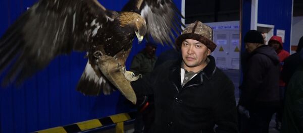 Видео отправки на самолете животных из КР на фестиваль в Саудовскую Аравию - Sputnik Кыргызстан