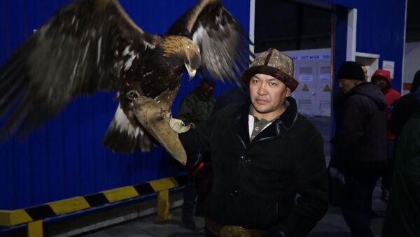 Видео отправки на самолете животных из КР на фестиваль в Саудовскую Аравию - Sputnik Кыргызстан