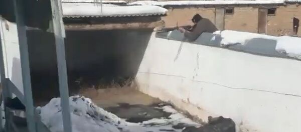 Нарында малга кол салган карышкырды 2 саат кууп жүрүп атып салышты. Видео - Sputnik Кыргызстан