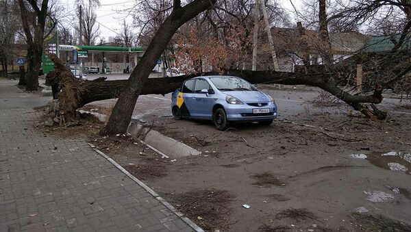 Дерево упало на такси в Бишкеке - Sputnik Кыргызстан