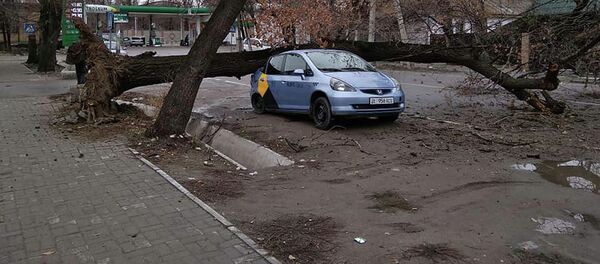 Дерево упало на такси в Бишкеке - Sputnik Кыргызстан