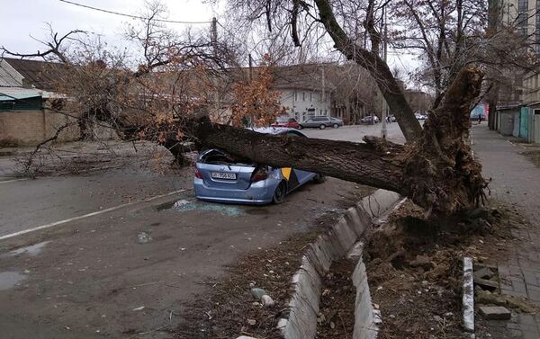 В Бишкеке на дорогу упало дерево, придавив машину Honda Fit таксиста. - Sputnik Кыргызстан