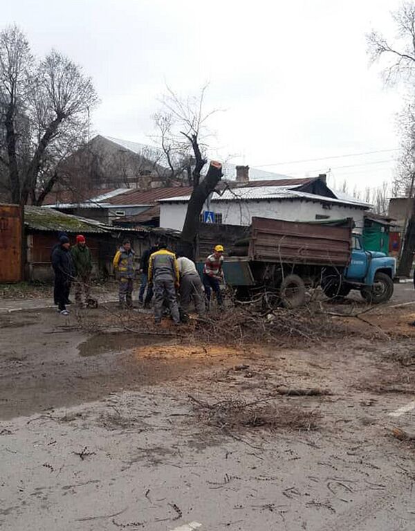 50 жылдан ашыптыр. Зеленхоз таксинин үстүнө кулаган бак боюнча түшүндүрмө берди - Sputnik Кыргызстан