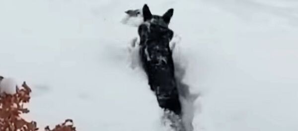 Настоящий друг! Пес спас маленькую собачку из снежного плена — видео - Sputnik Кыргызстан