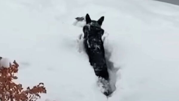 Настоящий друг! Пес спас маленькую собачку из снежного плена — видео - Sputnik Кыргызстан