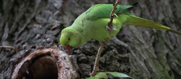 Парк Вондела в Амстердаме - Sputnik Кыргызстан