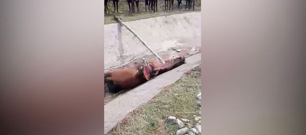 Камчыны тиштет! Электр тогуна урунган улакчыны эл аман алып калган видео  - Sputnik Кыргызстан