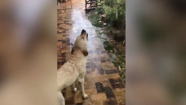 Собака впервые увидела дождь и пришла в восторг — забавное видео - Sputnik Кыргызстан