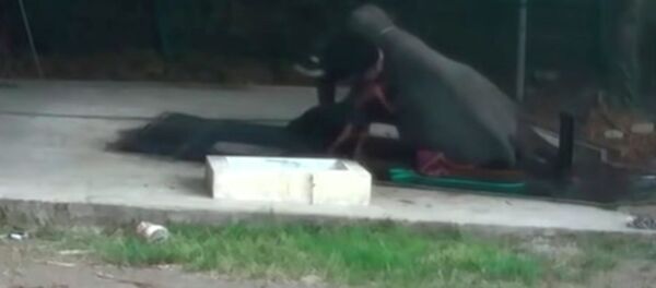 Пил өзүн сабаган адамдын үстүнө отуруп, өлтүрүп салды. Окуянын видеосу - Sputnik Кыргызстан