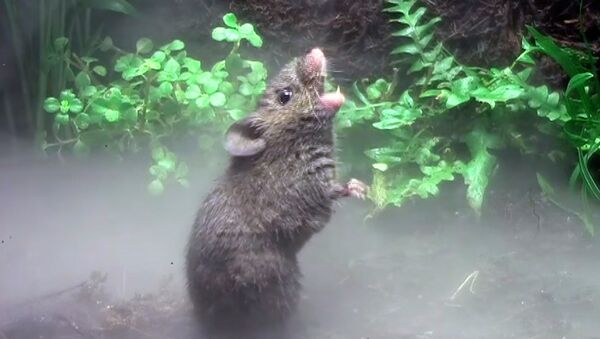 Зачем мыши поют и чем это может быть полезно для нас — удивительное видео - Sputnik Кыргызстан