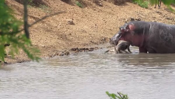 Бегемот хотел спасти детеныша антилопы от гиен, но сделал только хуже. Видео - Sputnik Кыргызстан