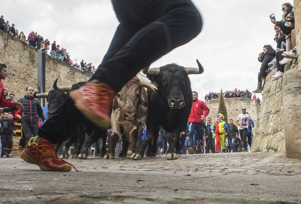 Карнавал быков в Испании - Sputnik Кыргызстан