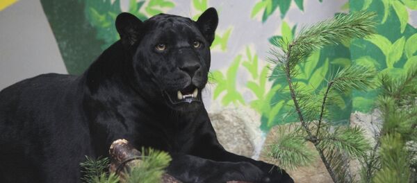 В Екатеринбургском зоопарке появились новые обитатели В Екатеринбургском зоопарке появились новые обитатели - Sputnik Кыргызстан