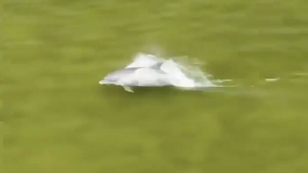 С дрона сняли захватывающую погоню дельфина за рыбой. Это надо видеть - Sputnik Кыргызстан