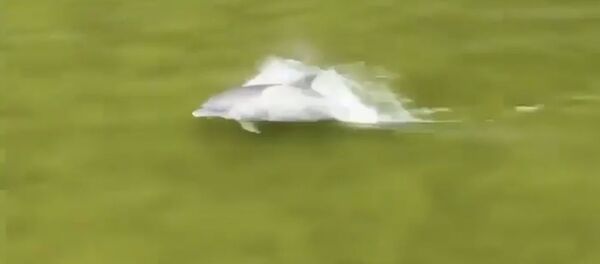 С дрона сняли захватывающую погоню дельфина за рыбой. Это надо видеть - Sputnik Кыргызстан