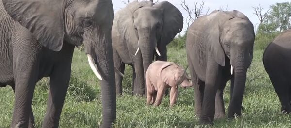 Необычного розового слоненка увидели туристы в ЮАР. Видео - Sputnik Кыргызстан