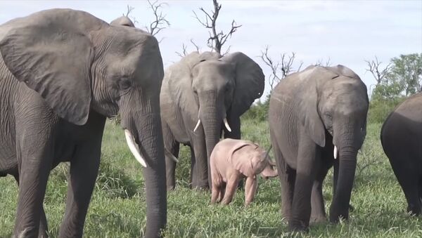 Необычного розового слоненка увидели туристы в ЮАР. Видео - Sputnik Кыргызстан