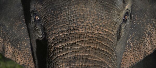 Суматранский слон - Sputnik Кыргызстан