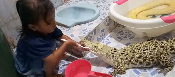 Кичинекей кыздын жыландын жанына отуруп, крокодилдин тишин тазалап жаткан видеосу - Sputnik Кыргызстан