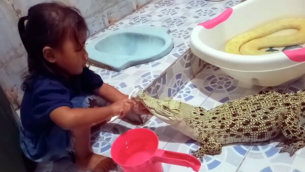 Маленькая девочка чистит зубы крокодилу, рядом лежит большой питон. Видео - Sputnik Кыргызстан