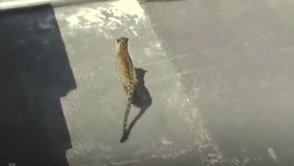 Люди голыми руками поймали леопарда в городе — видео из Индии - Sputnik Кыргызстан