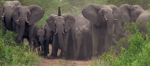 Вот это защита! Слоны взяли в кольцо детенышей, спасая их от хищников, — видео - Sputnik Кыргызстан