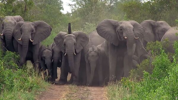 Вот это защита! Слоны взяли в кольцо детенышей, спасая их от хищников, — видео - Sputnik Кыргызстан