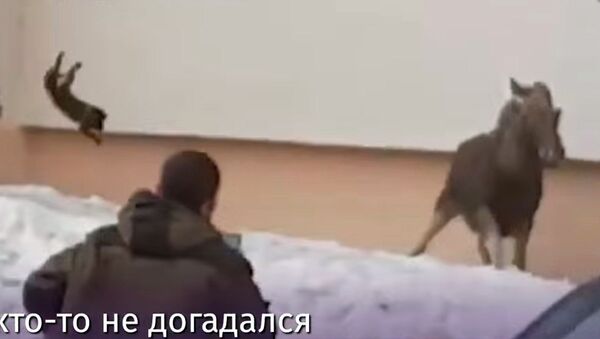 Женщина прогнала лося, метнув в него кота, — соцсети в шоке. Видео - Sputnik Кыргызстан