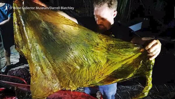 Филиппинде өлгөн киттин ичинен 40 кг желим чыкты. Видео - Sputnik Кыргызстан