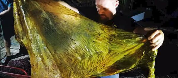 Филиппинде өлгөн киттин ичинен 40 кг желим чыкты. Видео - Sputnik Кыргызстан