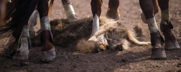 Финал турнира высшей лиги по кок-бору в Бишкеке. Достук — Ынтымак - Sputnik Кыргызстан