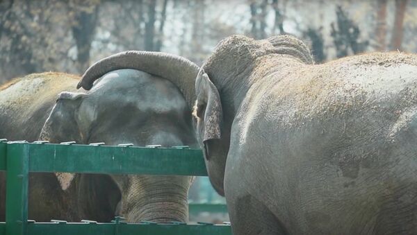 Влюбленные слоны радуют посетителей алматинского зоопарка - Sputnik Кыргызстан