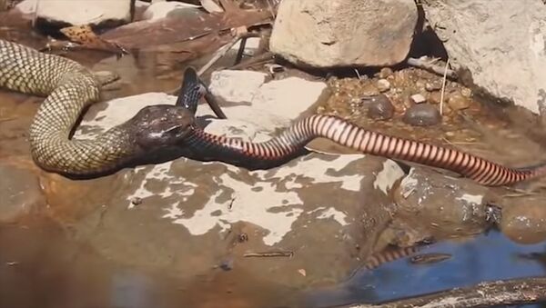Одна поедает другую — смертельная схватка змей попала на видео - Sputnik Кыргызстан