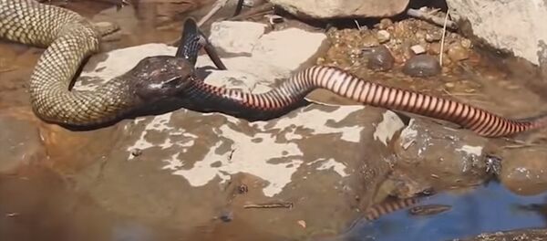 Одна поедает другую — смертельная схватка змей попала на видео - Sputnik Кыргызстан