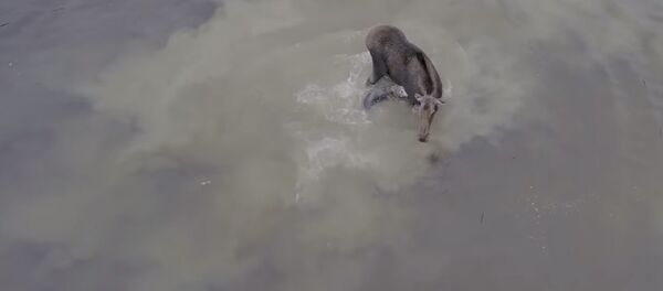 Багыш менен карышкырдын суудагы кармашы. Видео - Sputnik Кыргызстан