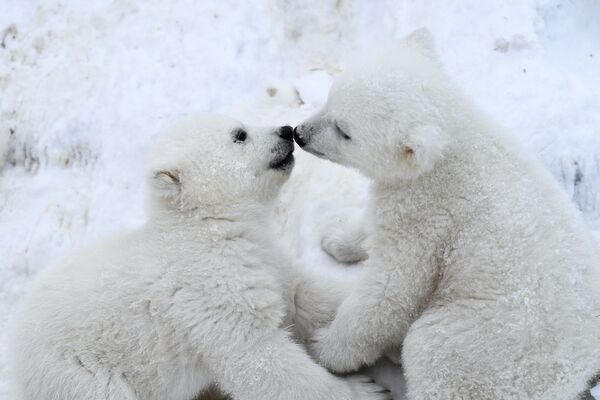 Белые медвежата в Новосибирском зоопарке - Sputnik Кыргызстан
