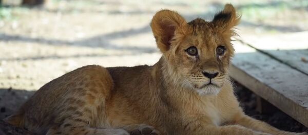 В Алматы у мужчины забрали львенка и вылечили в зоопарке — милое видео - Sputnik Кыргызстан