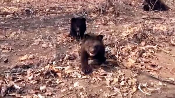Медвежата впервые вышли в лес на прогулку — очень милое видео - Sputnik Кыргызстан