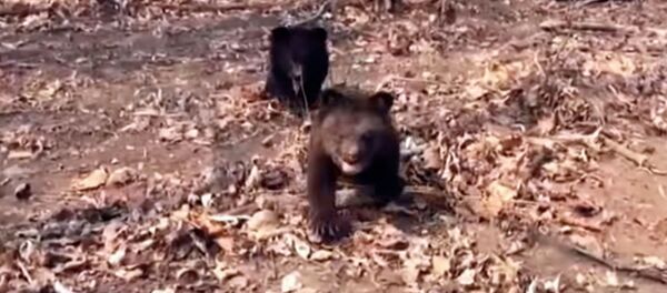 Медвежата впервые вышли в лес на прогулку — очень милое видео - Sputnik Кыргызстан