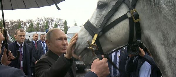 Реакция Путина на подарок Жээнбекова — скакуна и тайгана. Видео - Sputnik Кыргызстан