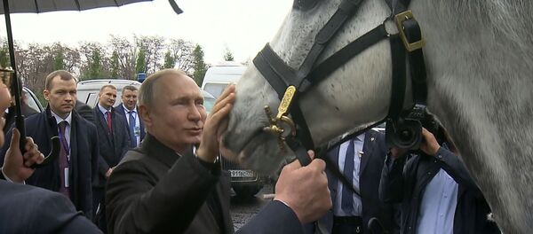 Путин Жээнбеков тартуулаган аргымакка жем берип, тайганды сылады. Видео - Sputnik Кыргызстан