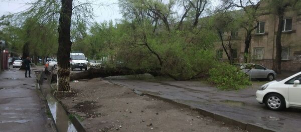 Борбор калаанын Логвиненко көчөсү менен Жибек Жолу проспектисинин аймагында жамгырдан кийин бак кулады Борбор калаанын Логвиненко көчөсү менен Жибек Жолу проспектисинин аймагында жамгырдан кийин бак кулады - Sputnik Кыргызстан