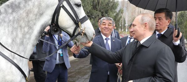 Президент РФ Владимир Путин с подаренным президентом Киргизии Сооронбаем Жээнбековым орловским рысаком в Бишкеке - Sputnik Кыргызстан