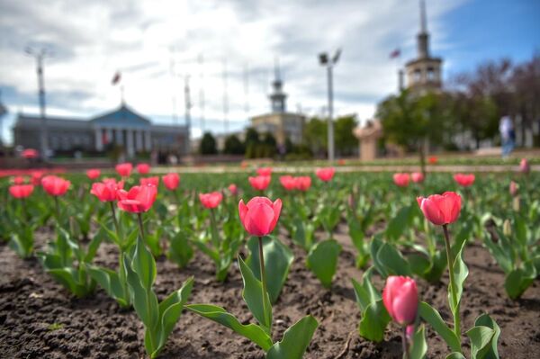 На клумбах в Бишкеке начали распускаться тюльпаны, которые были посажены осенью прошлого года - Sputnik Кыргызстан