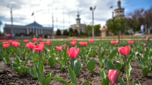 Цветение тюльпанов на клумбах Бишкека. Архивное фото - Sputnik Кыргызстан