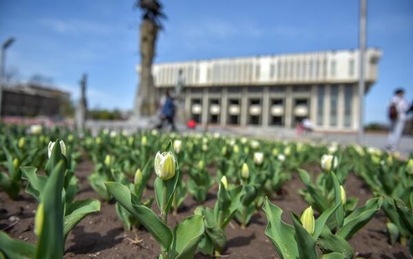 Всего в этом году на 25 клумбах появится 193 тысячи тюльпанов 18 сортов. - Sputnik Кыргызстан